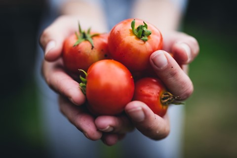 Tomatoes