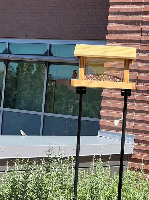 AfincheatingfromabirdfeederontheGreenRoof