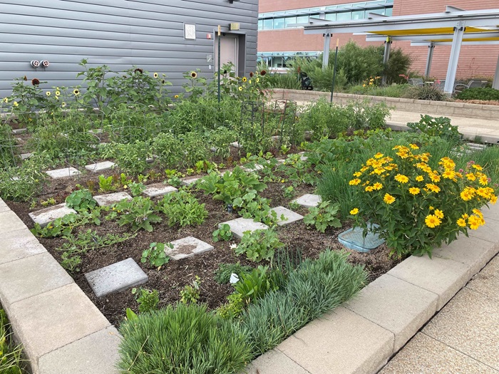 RooftopVeggieGardenJuly2024