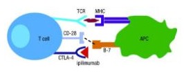 A T cell and APC displaying their interaction and the use of the checkpoint inhibitor ipilimumab