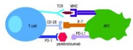 A T cell and APC displaying their interaction and the use of the checkpoint inhibitor pembrolizumab