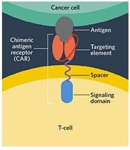 Interaction of a CAR-T cell with a cancer cell
