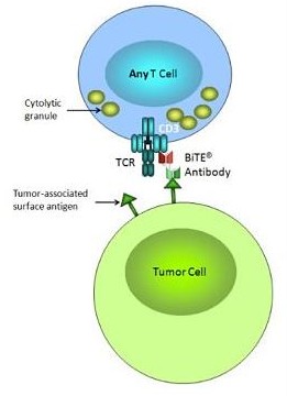 A T cell and a tumor cell interacting as a result of a bispecific T cell engager (BiTE)