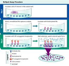 Immune Cell Function 3 Immune Cell Function 3