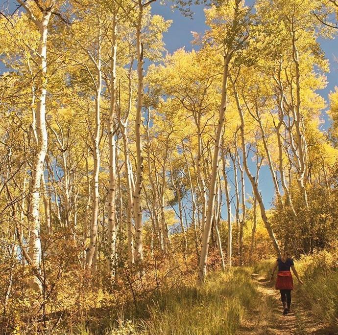 ColoradoAspenTrees
