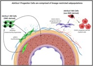 Cardiovascular and Pulmonary Biology