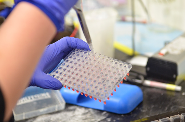 Scientist pipetting into PCR plate Scientist pipetting into PCR plate