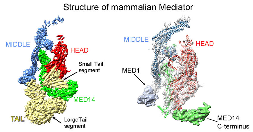 Cryo-EM - Publications Figure 1 (850 x 444)