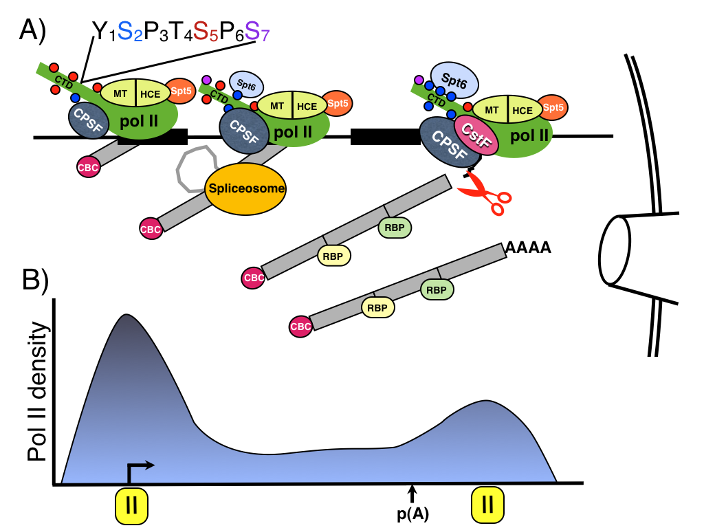 Figure 1 Figure 1