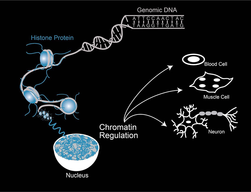Chromatin figure (850 x 650)