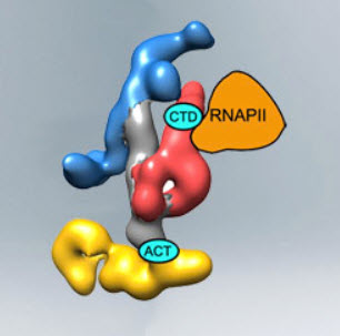 CTD RNAPII ACT