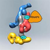 CTD RNAPII ACT CTD RNAPII ACT