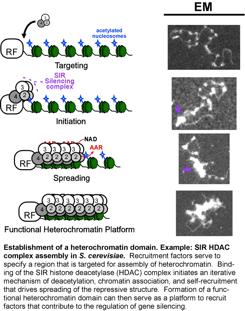 JohnsonLab2