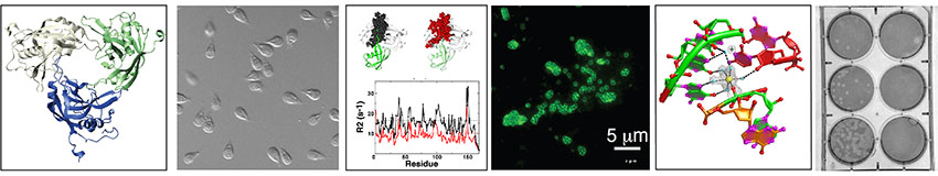Molecular basis of infectious disease