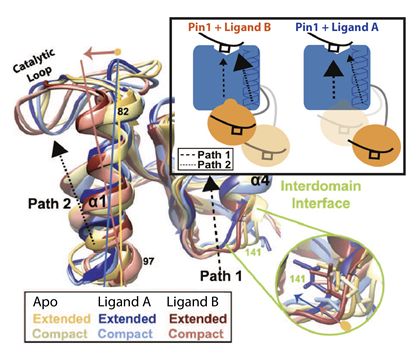 Vogeli Research Interests Photo #2 eNOE-based identification of distinct ligand-specific interdomain allosteric pathways in Pin1