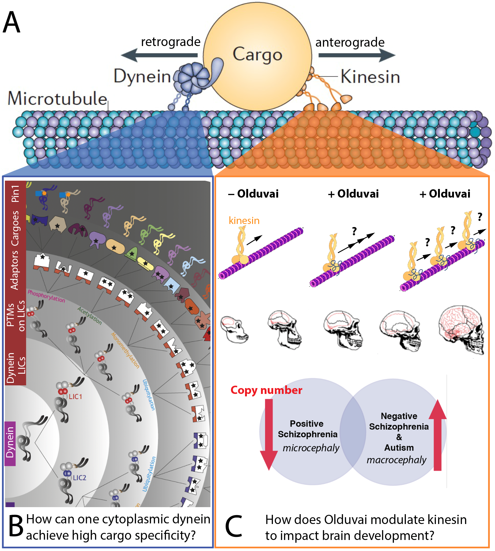 Vogeli Research Interests Photo #3 Knowledge gaps in microtubule-based intracellular transport