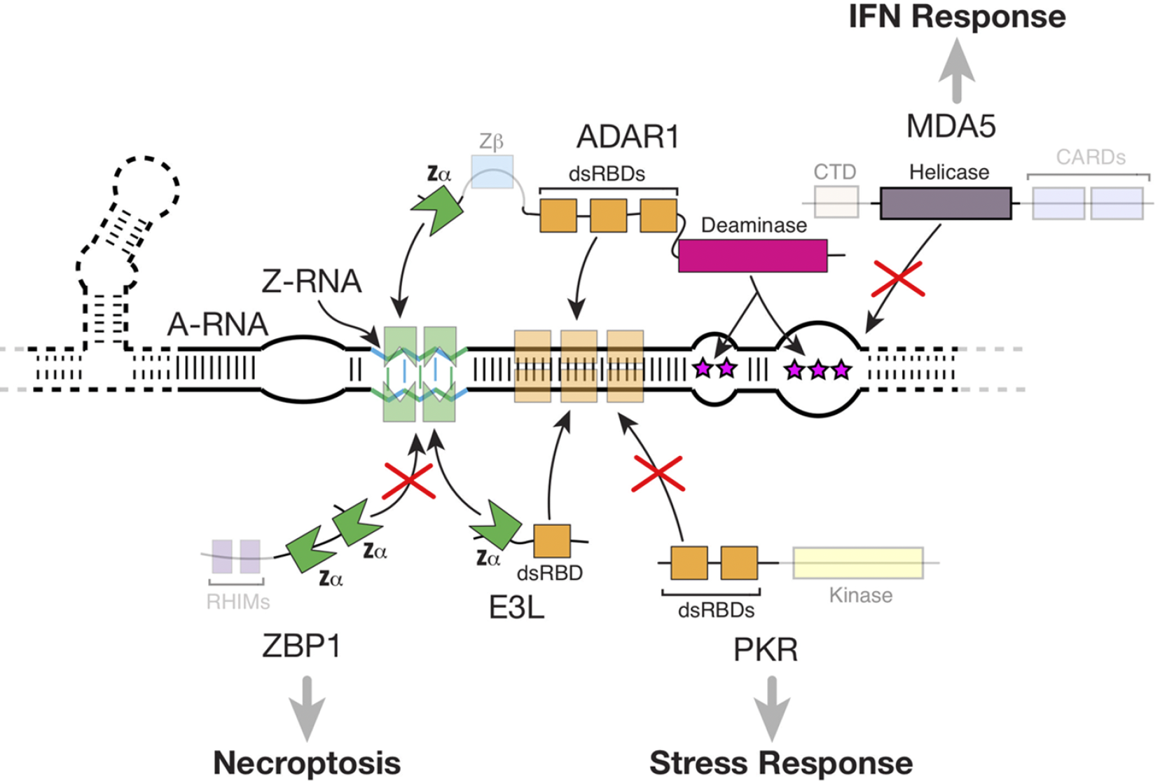 Vogeli Research Interests Photo #4 Interactions between Zα-containing proteins and Z-RNA.