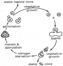 yeast genetics image 2