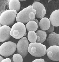 yeast genetics image 3
