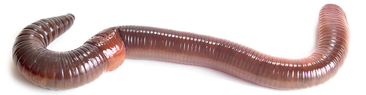 earthworm