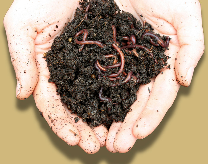 earthworms in dirt held in hand