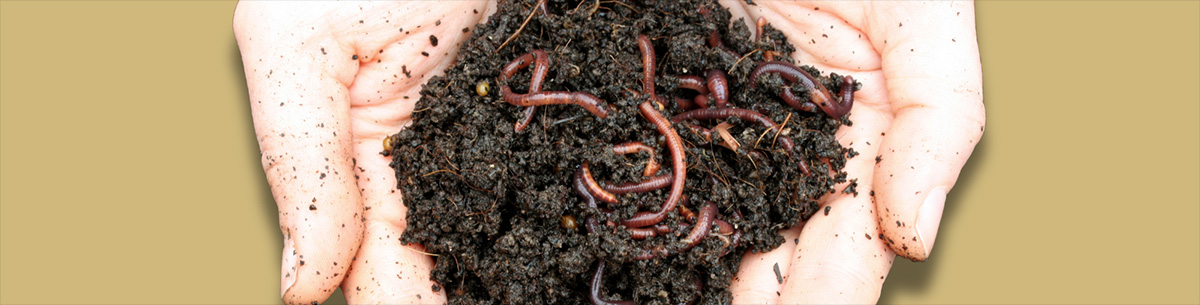 earthworms in dirt