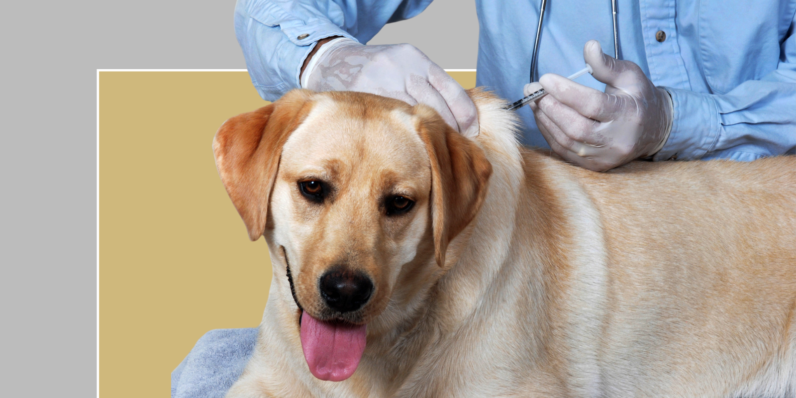 Canine clinical trial-brain