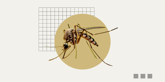 mosquito alleged to be carrying chikunguna virus infection