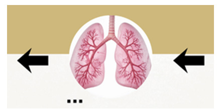 lungs graphic