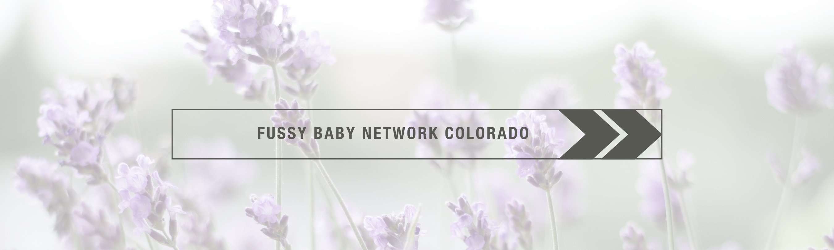 Fussy Baby Network Colorado over field of purple flowers