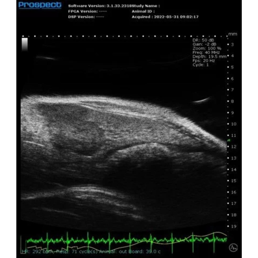 animal ultrasound