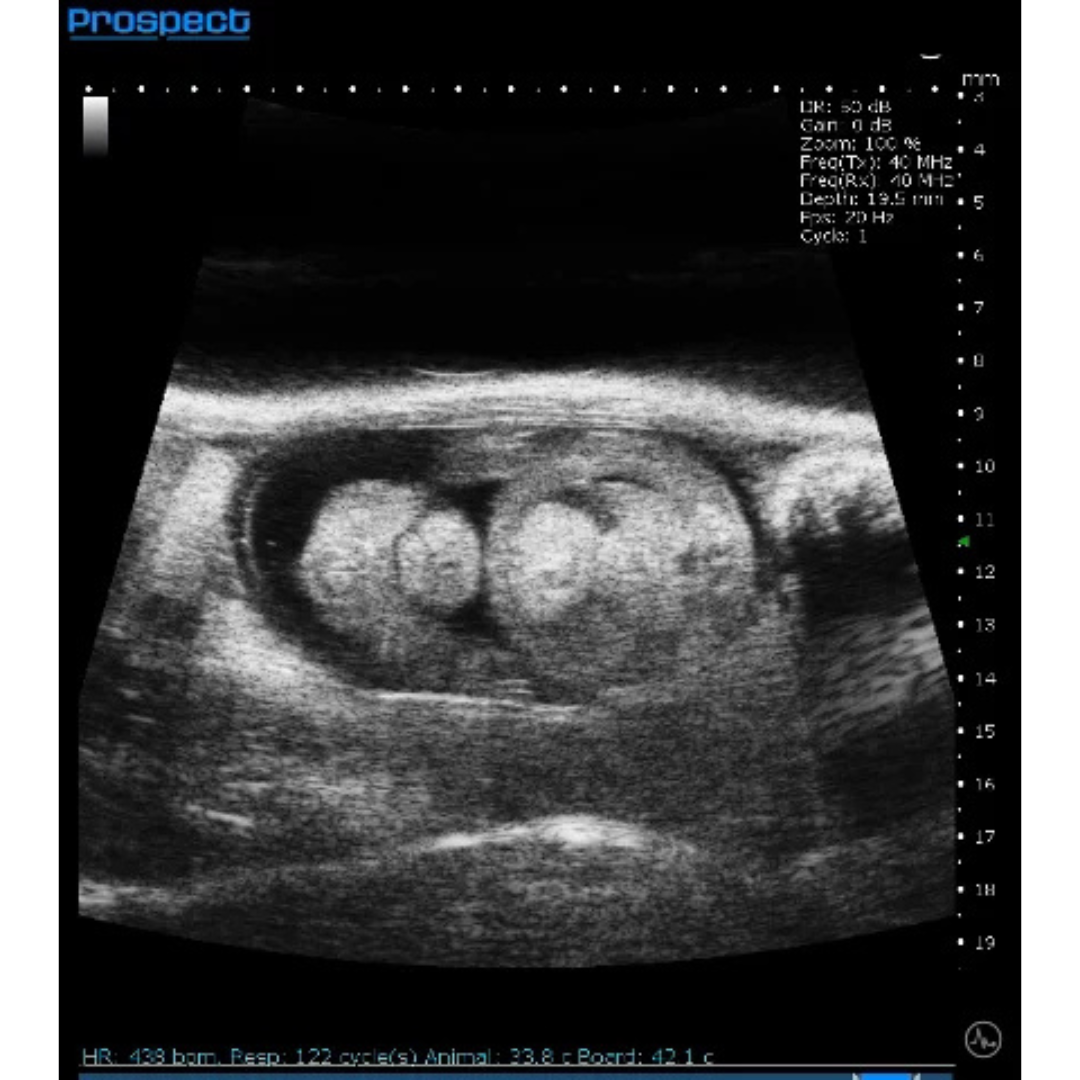 animal ultrasound