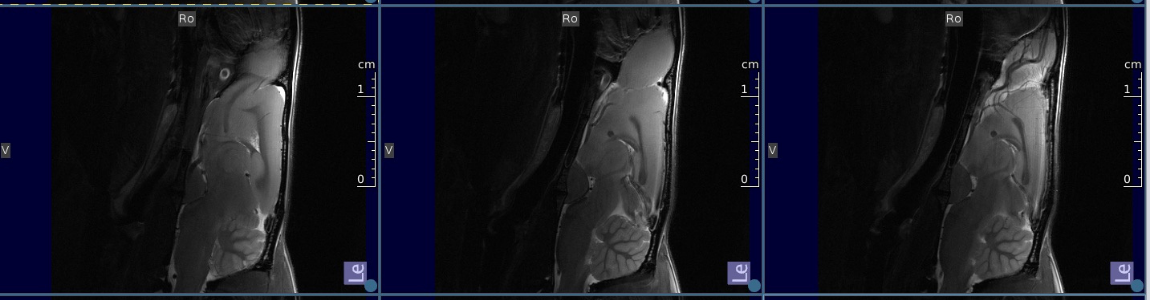 MRI Animal Imaging