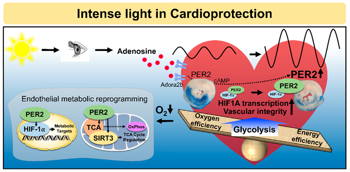 intense-light-in-cardioprotection intense-light-in-cardioprotection