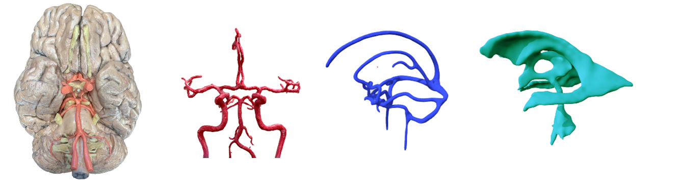 3D models for neurological studies 3D models for neurological studies