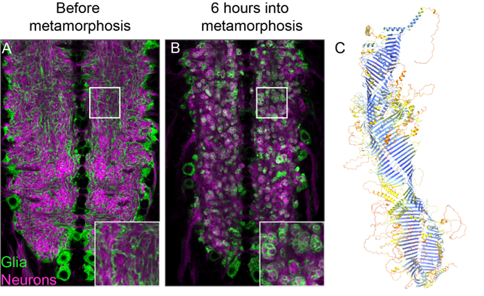 Picture2 Glial cells engulf neuronal debris during neuronal remodeling