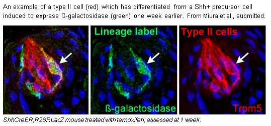 Barlow Lab -- Figure 1 Barlow Lab -- Figure 1