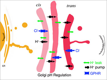 Caldwell Lab -- Figure 1