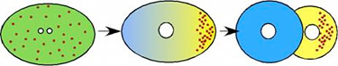 Evans Lab -- Figure 1
