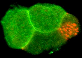 Evans Lab -- Figure 2 Evans Lab -- Figure 2