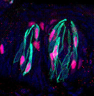 Finger Lab -- Figure 2 Finger Lab -- Figure 2