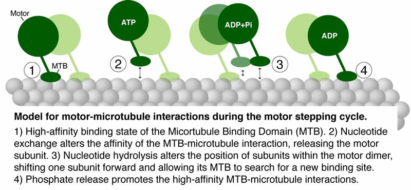 Moore Lab -- Figure 1 (800 x 370)