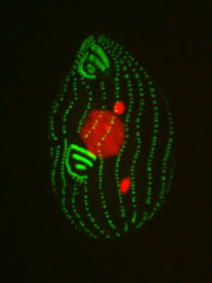 Pearson Lab -- Figure 1
