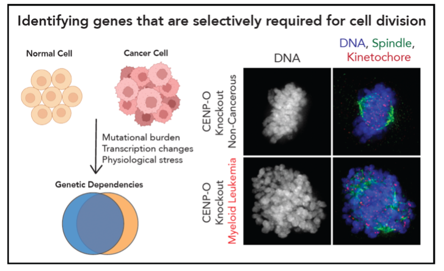 Picture5 A diagram of cancer cells. AI-generated content may be incorrect.