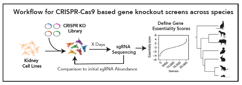 Picture6 A diagram of a gene knockout. AI-generated content may be incorrect.