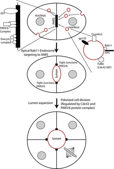 Prekeris Lab -- Figure 1 (400 x 591)