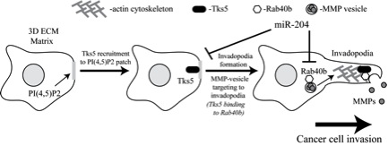 Prekeris Lab -- Figure 2