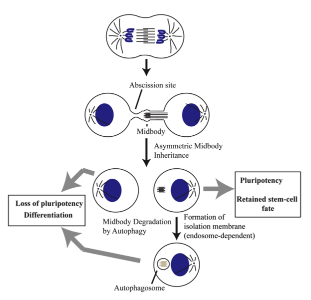 Prekeris Lab -- Figure 3