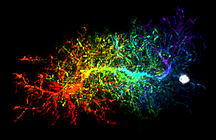 Hughes Lab -- Figure 2 Hughes Lab -- Figure 2