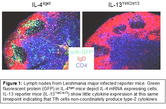 Research Image 1
